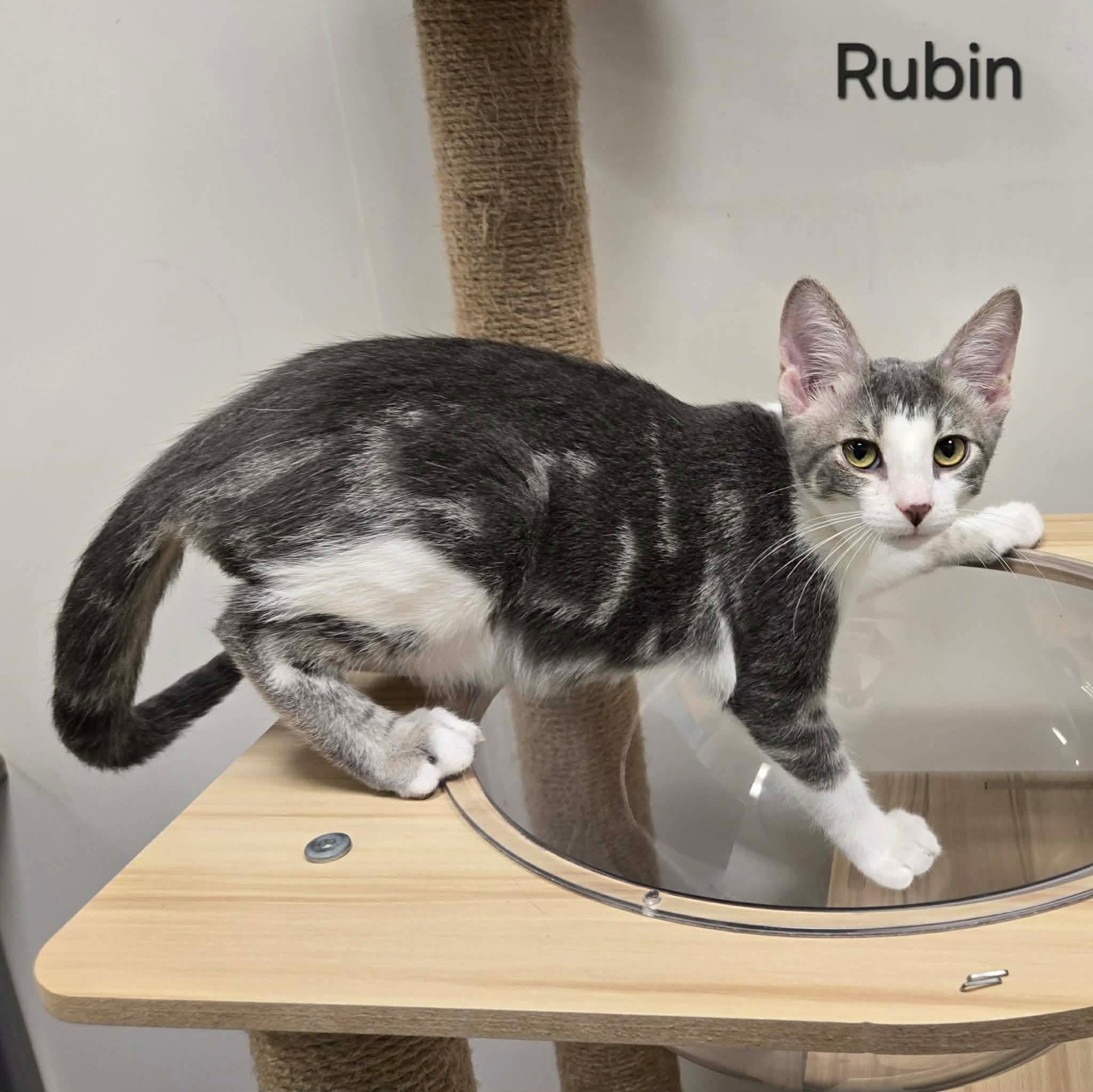 Reubin, adopted, Kitten Male Domestic Short Hair.