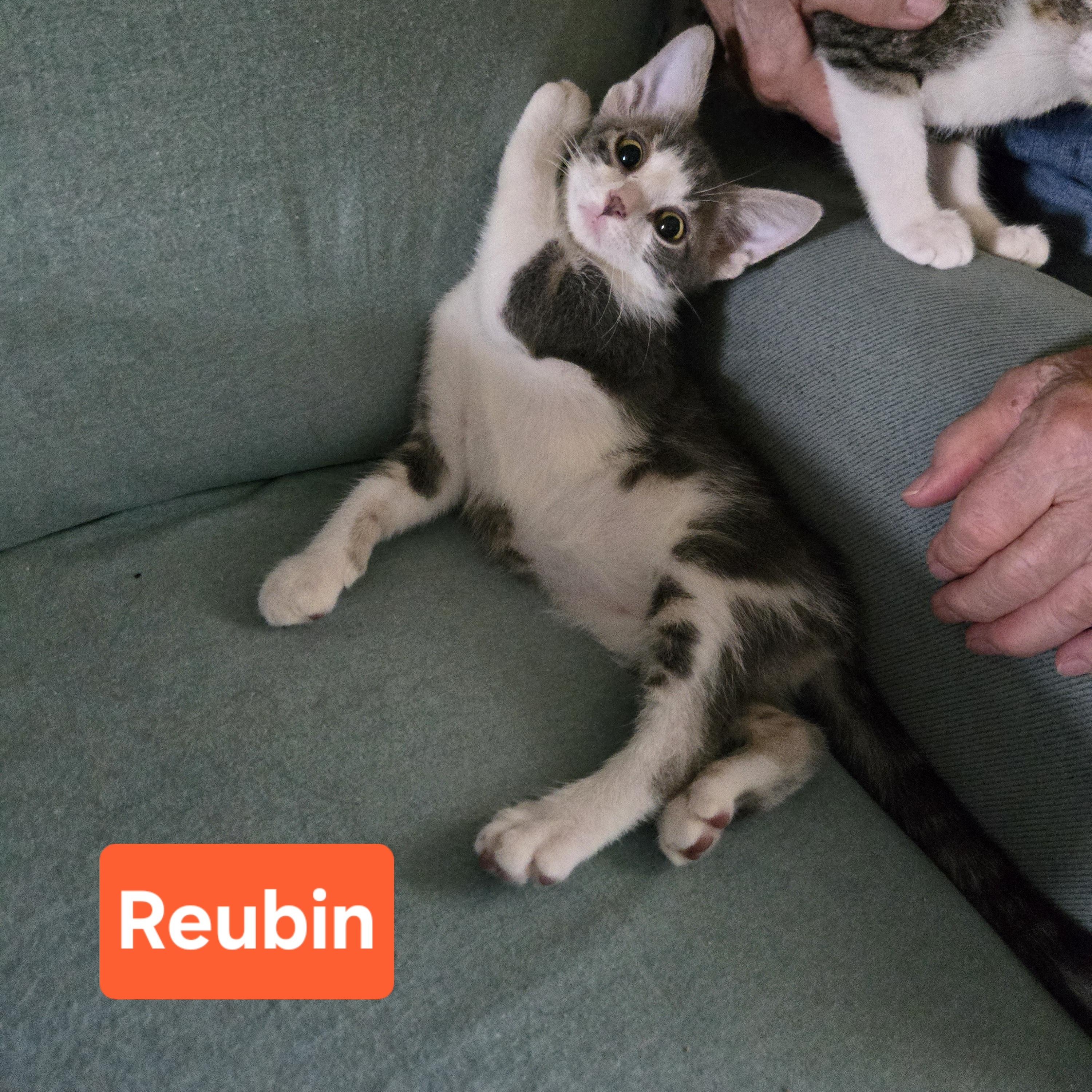 Reubin, an adopted Domestic Short Hair in Sedalia, MO image 3/3