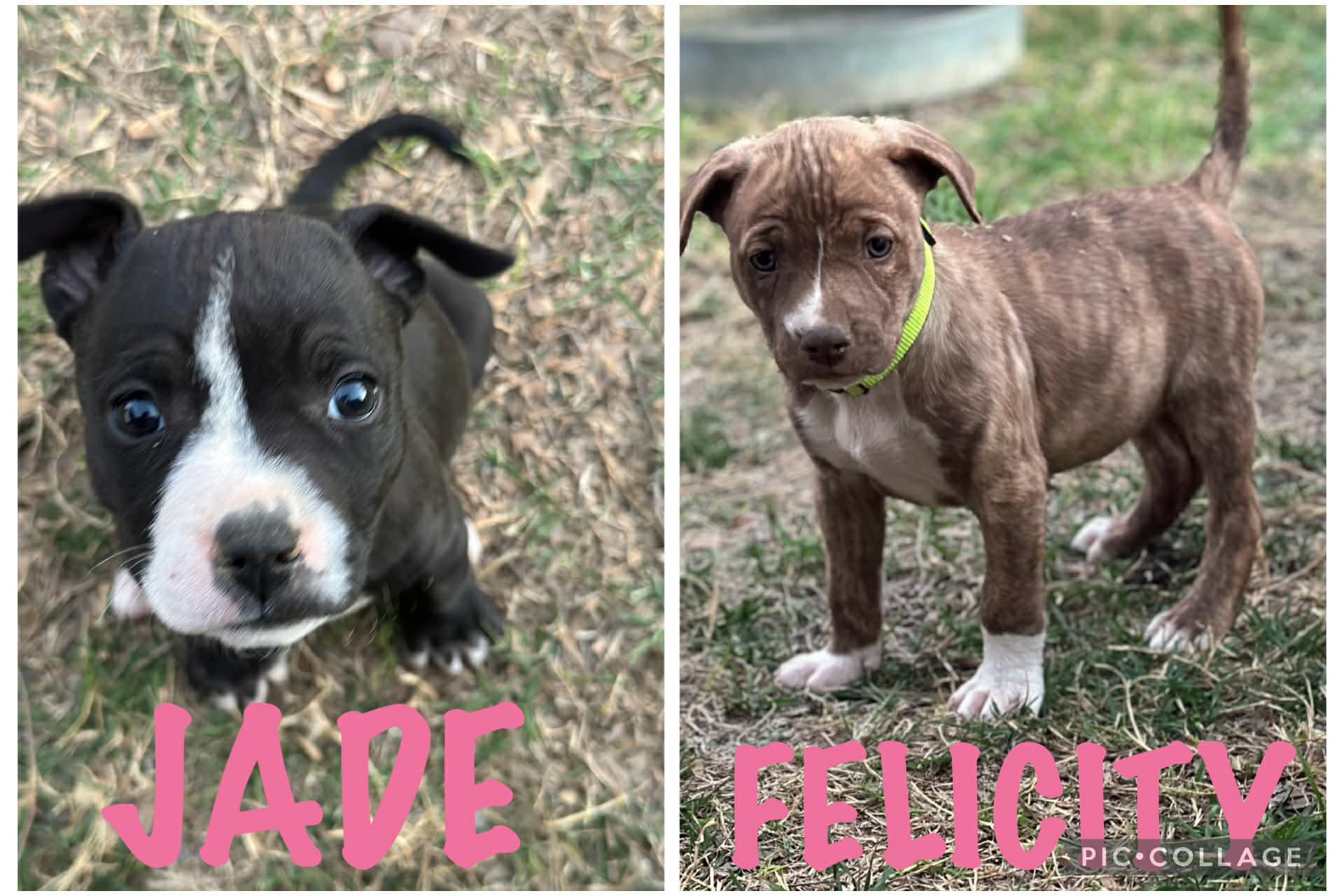 Enlarge #Lucky pups! 5 girls, 1 boy, a ADOPTABLE mixed breed in East Hartford, CT image 2/6
