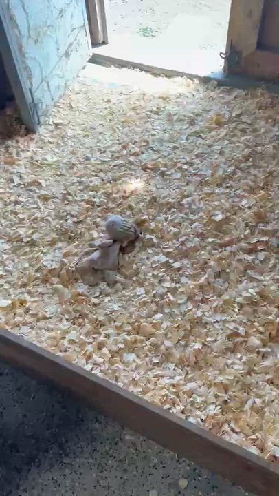 Enlarge #Lucky pups! 5 girls, 1 boy, a ADOPTABLE mixed breed in East Hartford, CT video 6/6