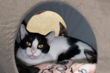 Helium, Adoptable, Adult Male Domestic Short Hair & Domestic Short Hair.