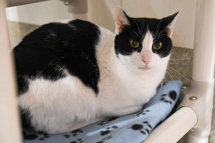 Enlarge Helium, a Adoptable Domestic Short Hair in Ringoes, NJ image 2/3