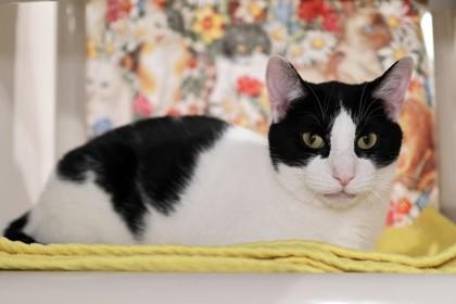 Enlarge Helium, a Adoptable Domestic Short Hair in Ringoes, NJ image 3/3