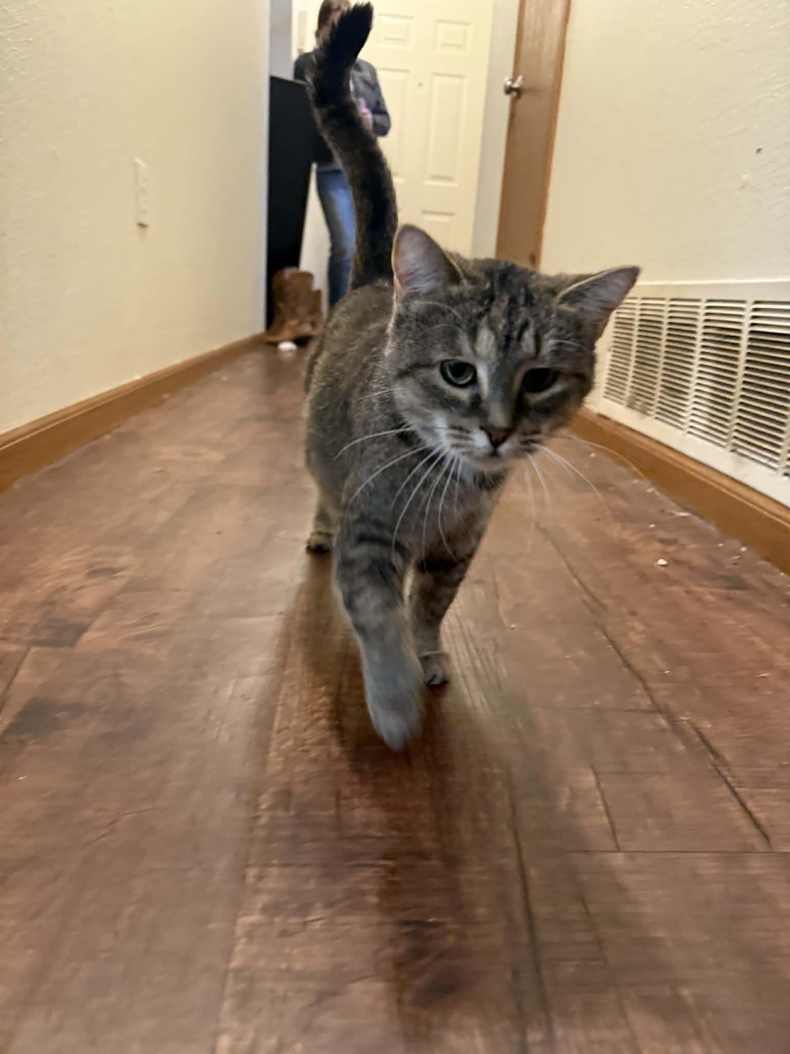 Enlarge Biscuit , a ADOPTABLE Domestic Short Hair in Ionia, MI image 1/1