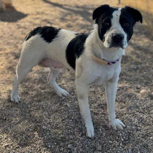 Enlarge Mila, a Adoptable mixed breed in Bullhead City, AZ image 1/1