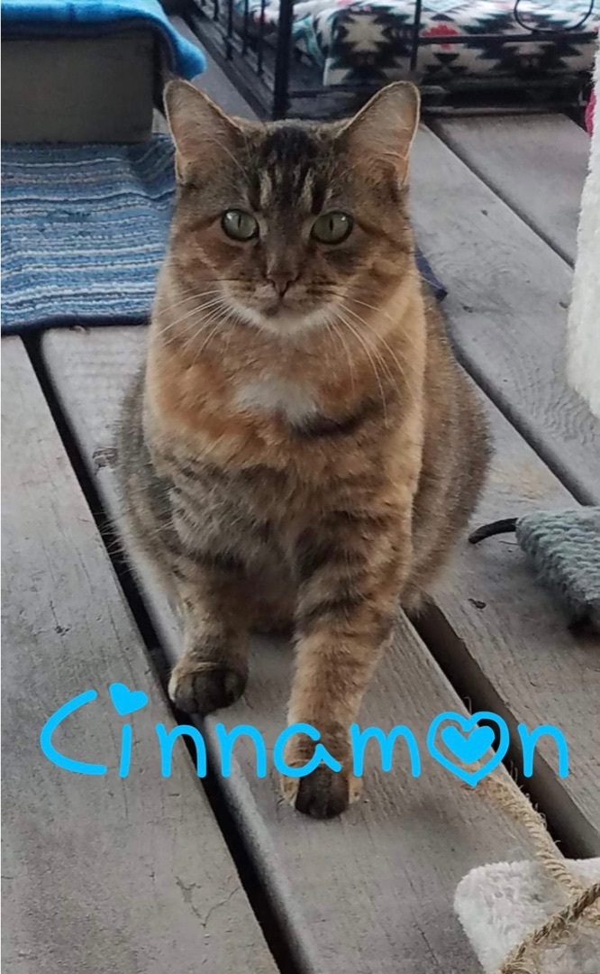 Enlarge Cinnamon, a Adoptable Domestic Short Hair in Little Falls, NY image 10/10