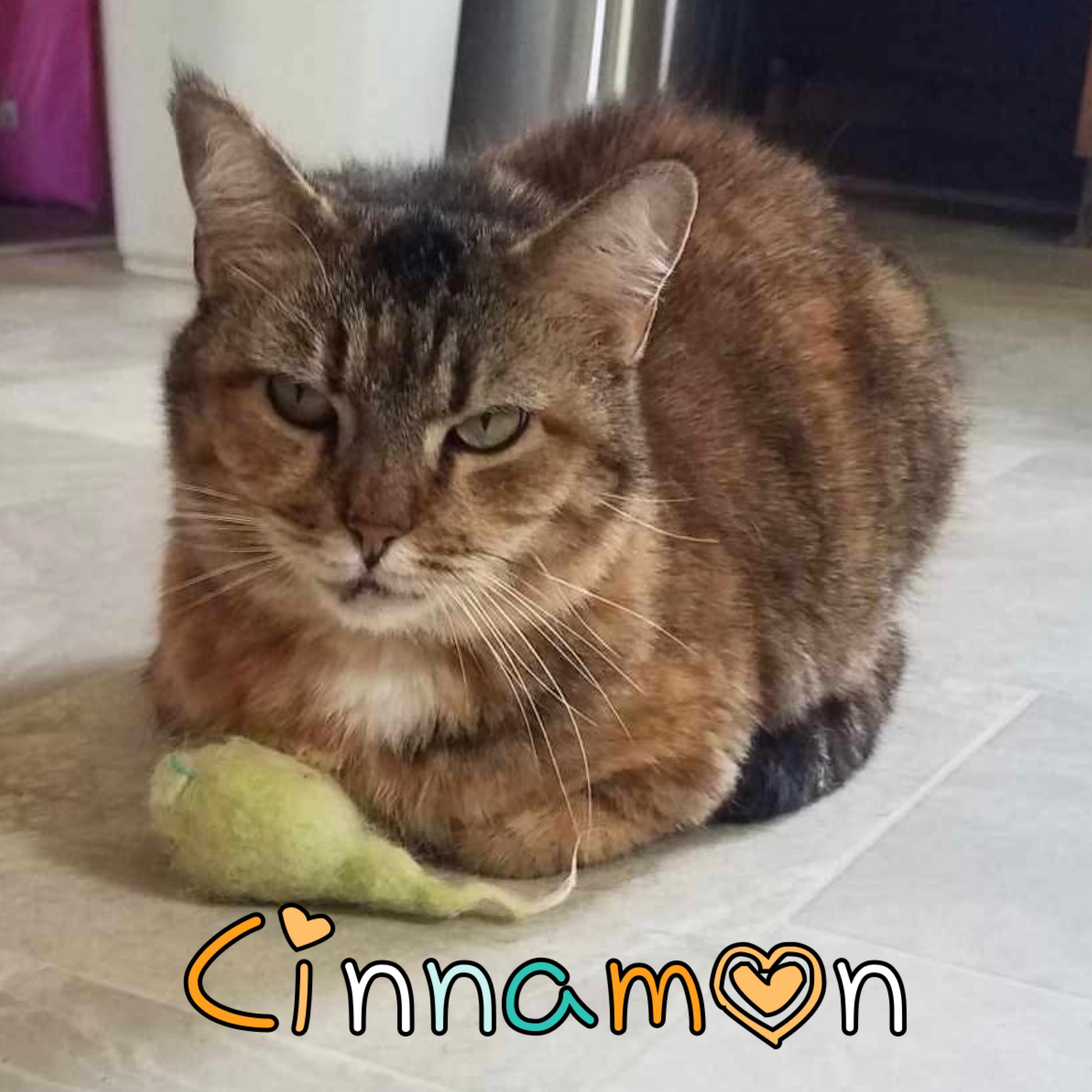 Cinnamon, Adoptable, Adult Female Domestic Short Hair.