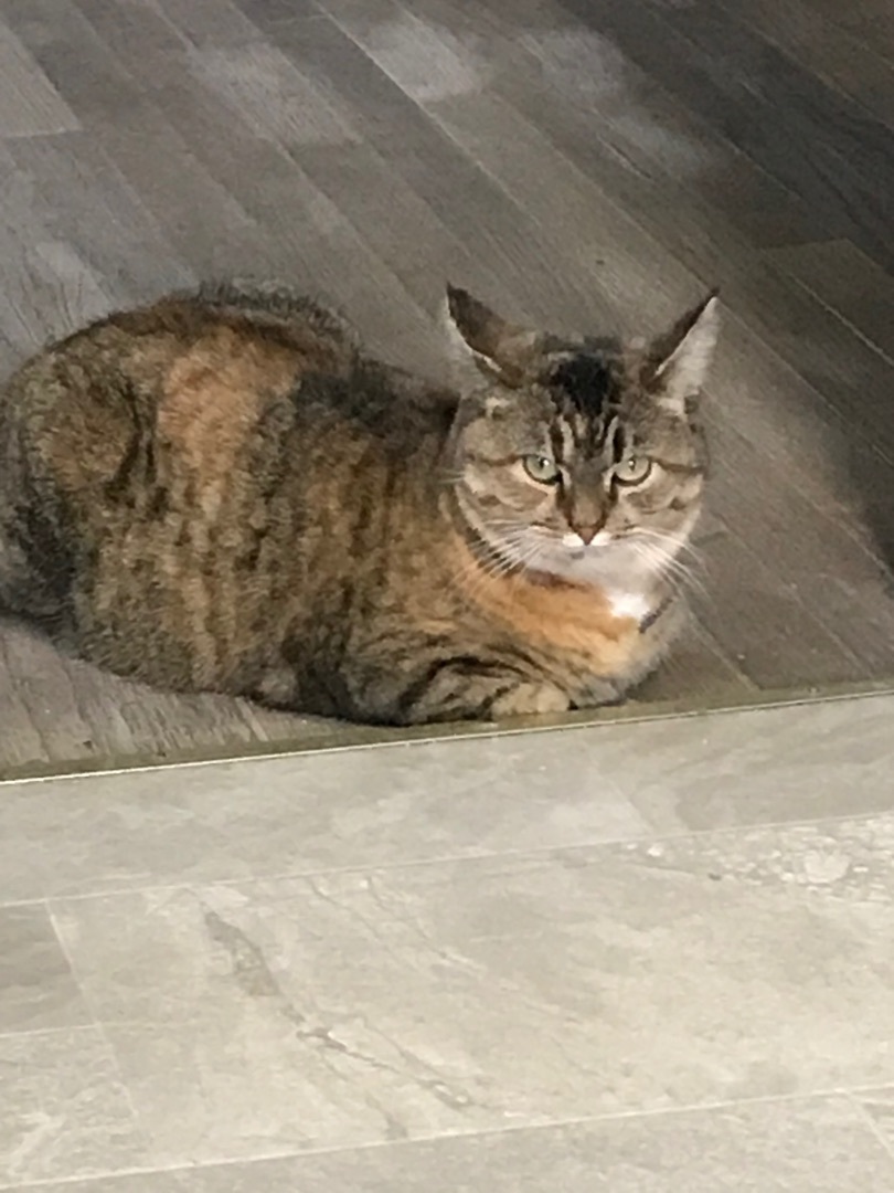 Enlarge Cinnamon, a Adoptable Domestic Short Hair in Little Falls, NY image 7/10