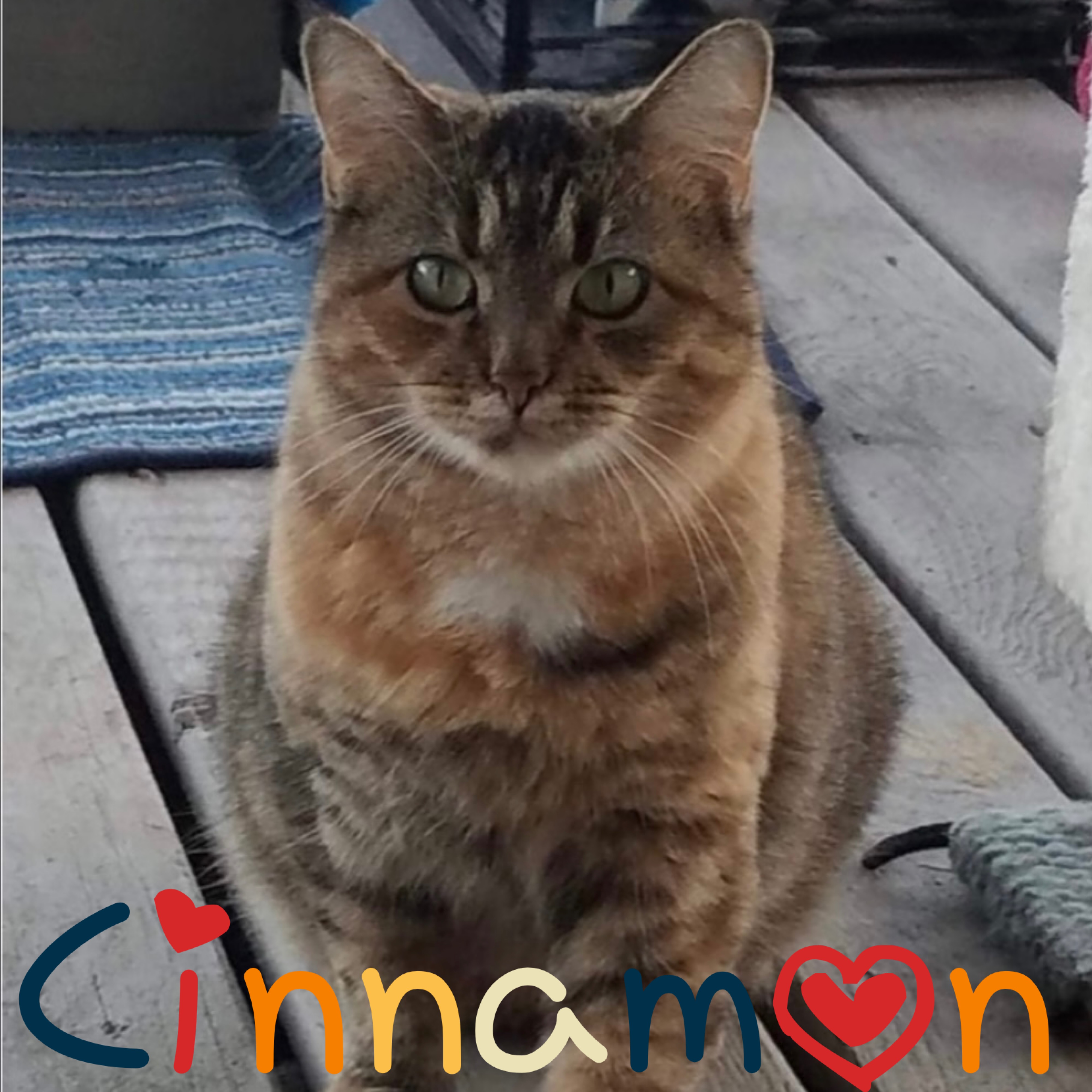 Enlarge Cinnamon, a Adoptable Domestic Short Hair in Little Falls, NY image 1/10