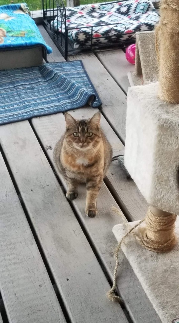 Enlarge Cinnamon, a Adoptable Domestic Short Hair in Little Falls, NY image 8/10