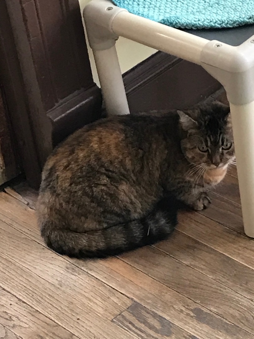 Enlarge Cinnamon, a Adoptable Domestic Short Hair in Little Falls, NY image 9/10