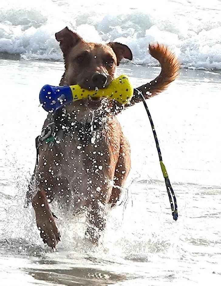 Kan, Adoptable, Adult Male Labrador Retriever & Shepherd.