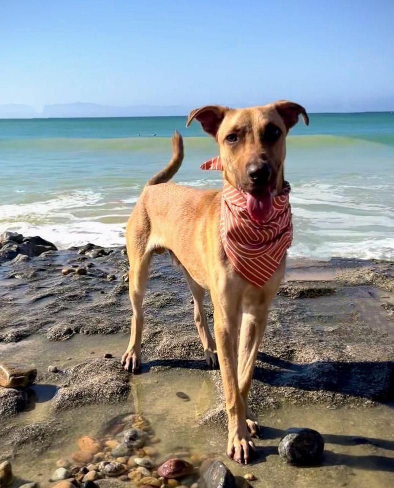 Enlarge Kan, a Adoptable mixed breed in Corral del Risco, NAY image 3/3