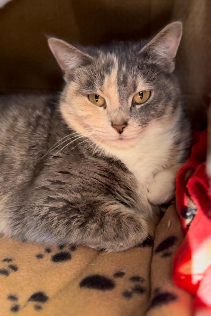 Enlarge Ice Cream, a Adoptable Domestic Short Hair in Lovingston, VA image 1/3