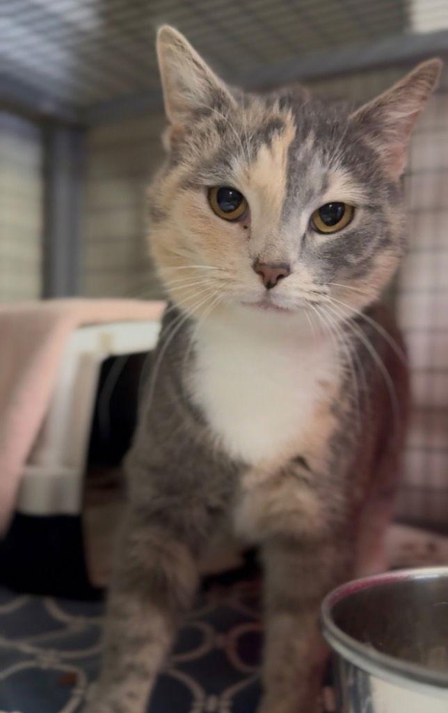 Ice Cream — thumbnail 2