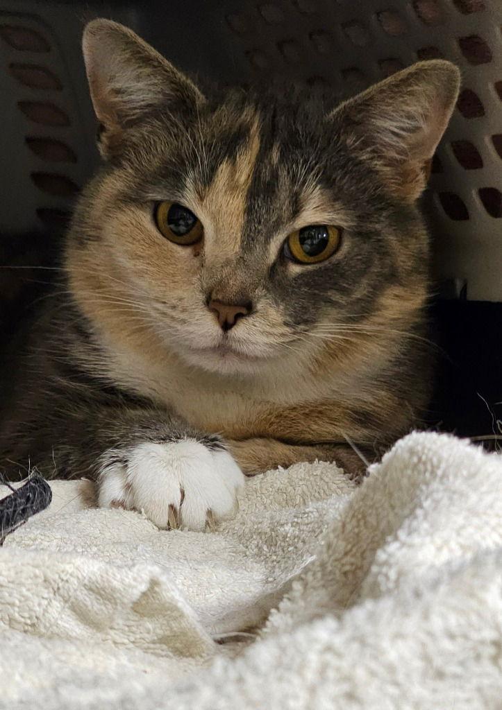 Ice Cream — thumbnail 3