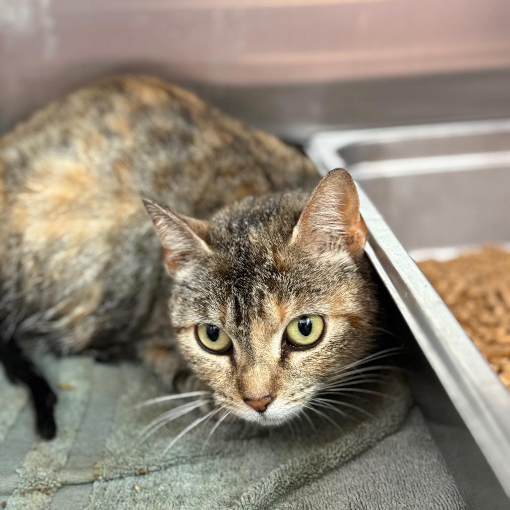 Robin, Adoptable, Adult Female Domestic Short Hair & Domestic Short Hair.