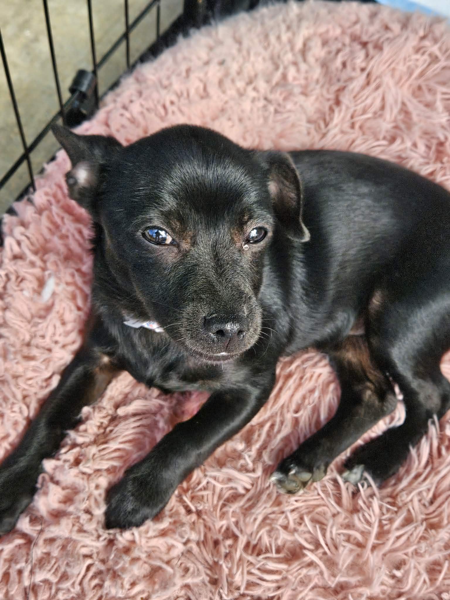 Flip Flop, Adoptable, Puppy Female Chihuahua & Pomeranian.