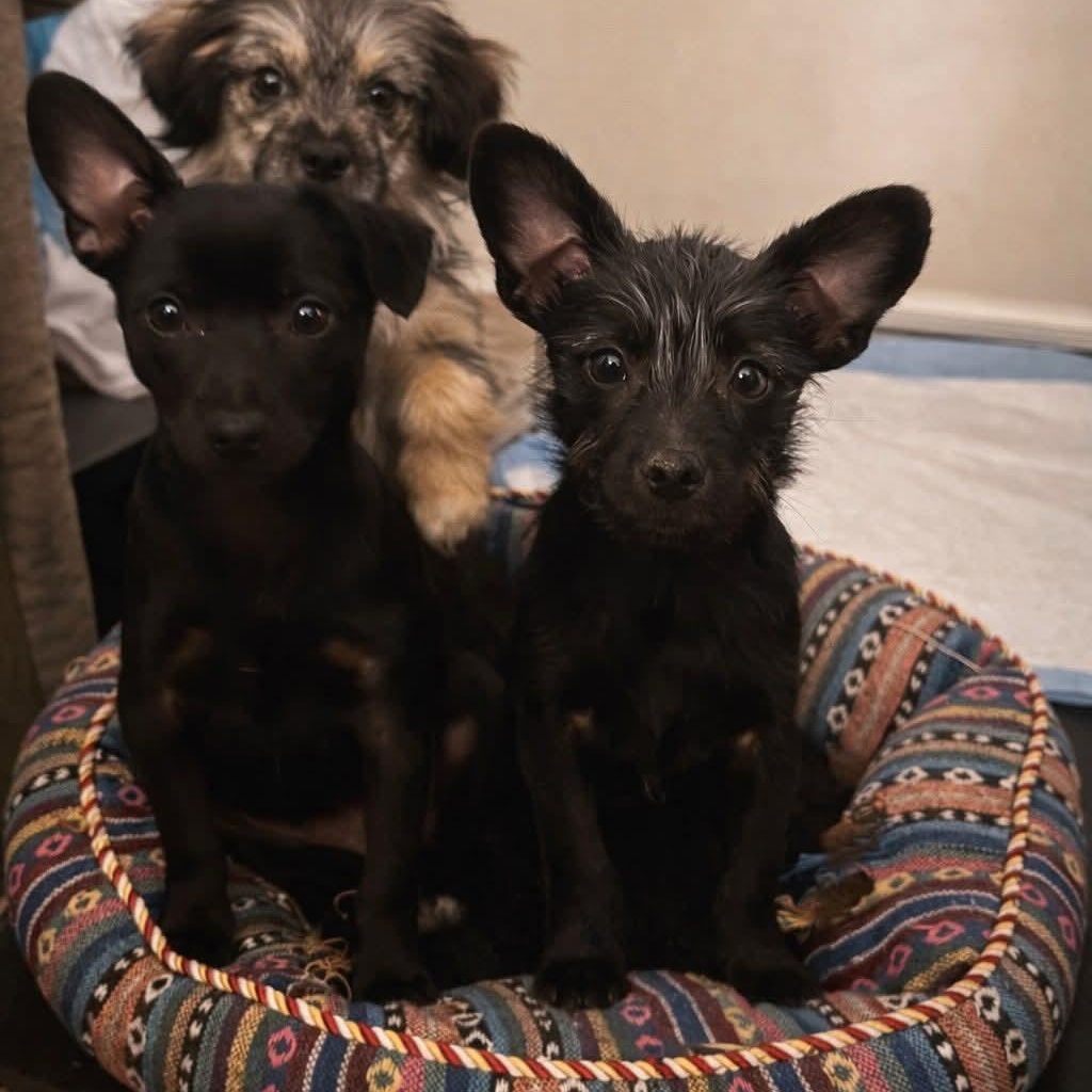 Flip Flop, a Adoptable mixed breed in Buford, GA image 3/4