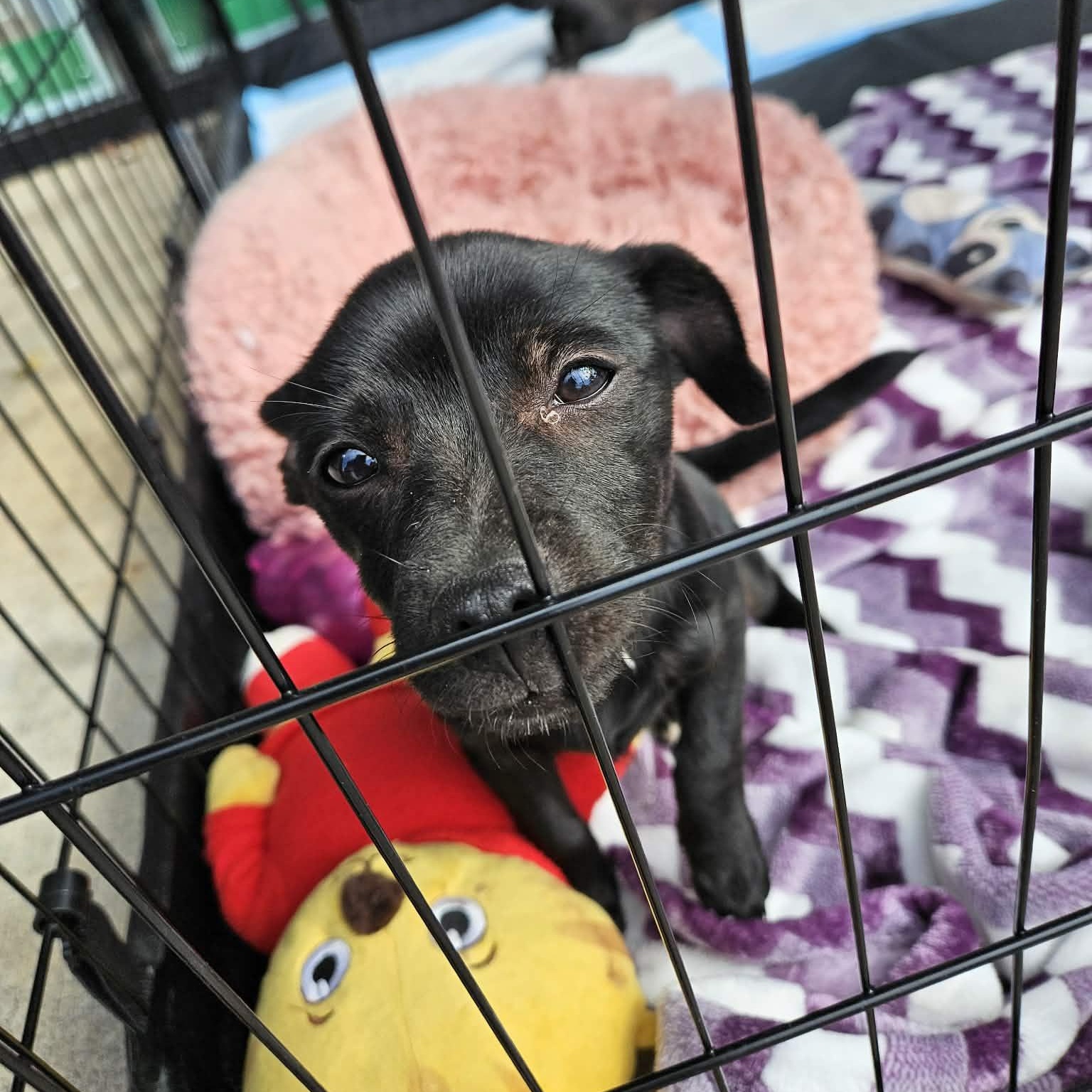 Flip Flop, a Adoptable mixed breed in Buford, GA image 4/4