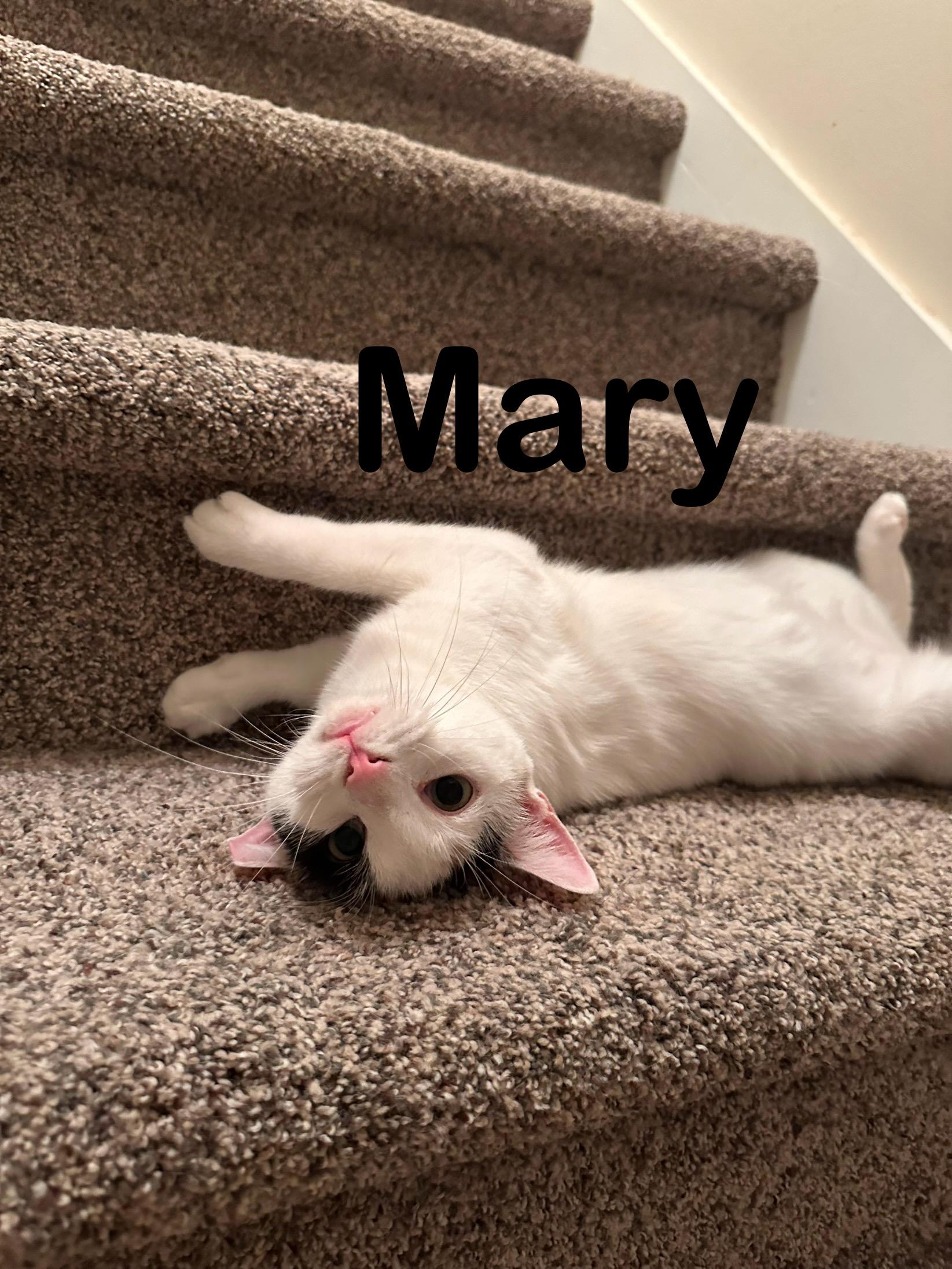 Enlarge Mary, a Adoptable Domestic Short Hair in Atlanta, GA image 3/4