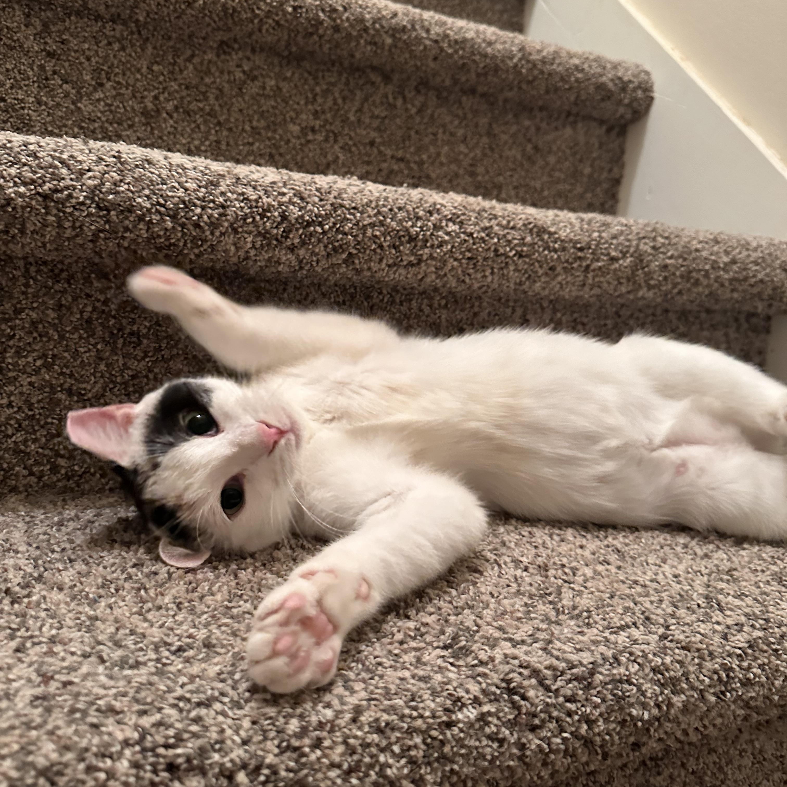 Enlarge Mary, a Adoptable Domestic Short Hair in Atlanta, GA image 1/4