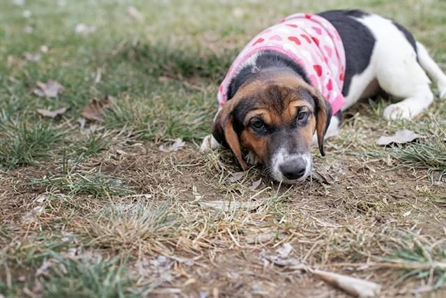 ISABELA, Adoptable, Puppy Female Hound & Mixed Breed.