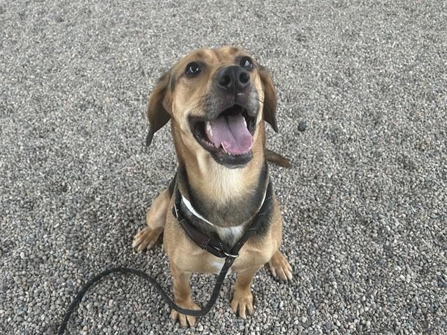 Enlarge PRIMROSE, a Adoptable mixed breed in Mesa, AZ image 1/1
