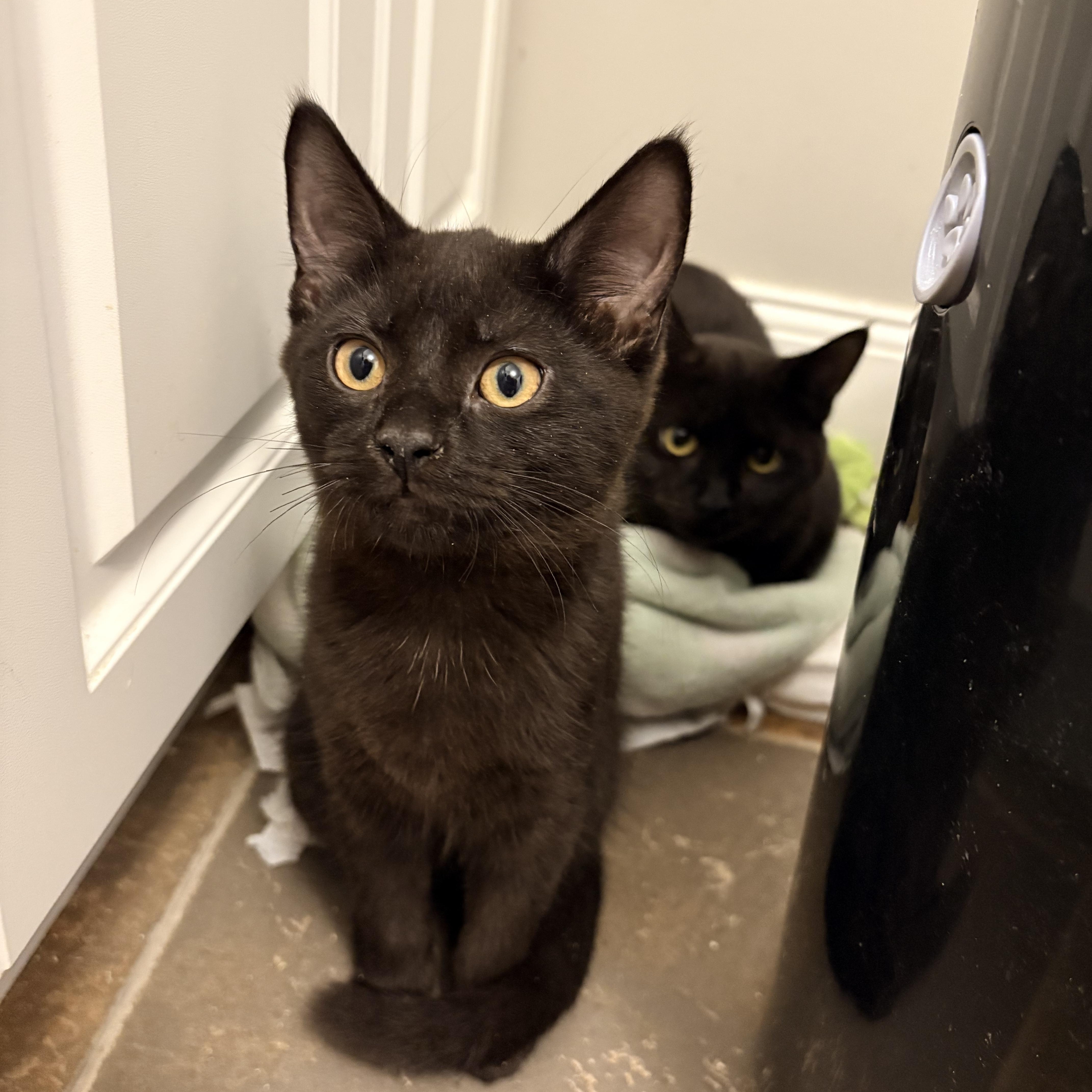 Enlarge Catwoman, a Adopted Domestic Short Hair in Fredericton, NB image 3/5