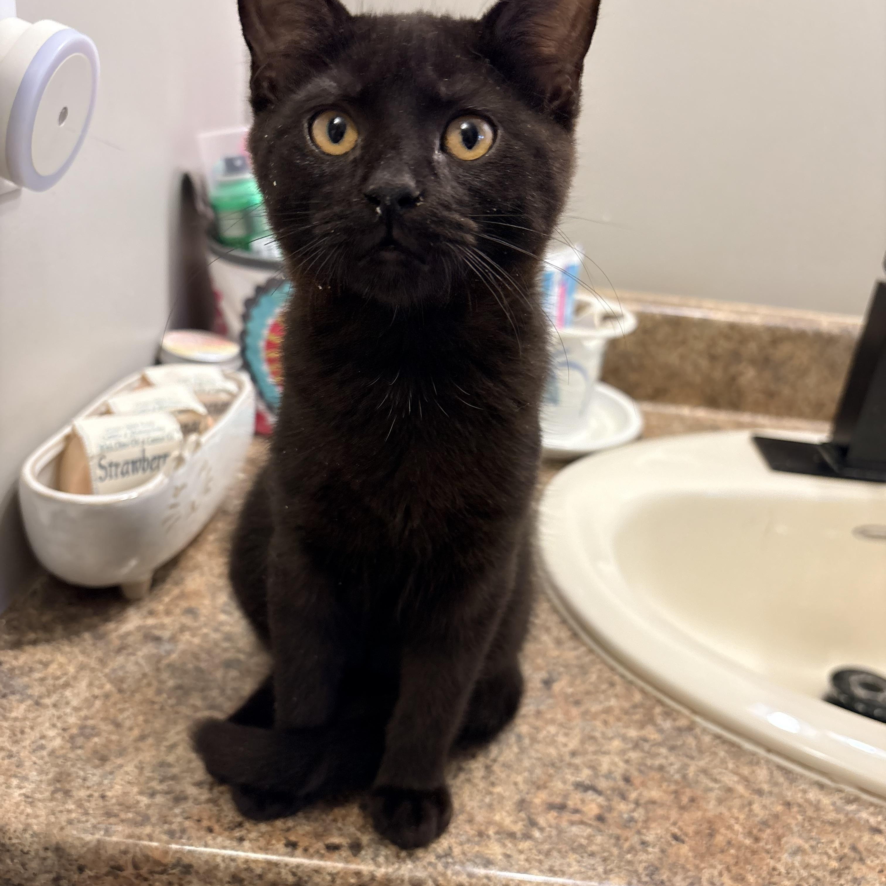 Enlarge Catwoman, a Adopted Domestic Short Hair in Fredericton, NB image 2/5