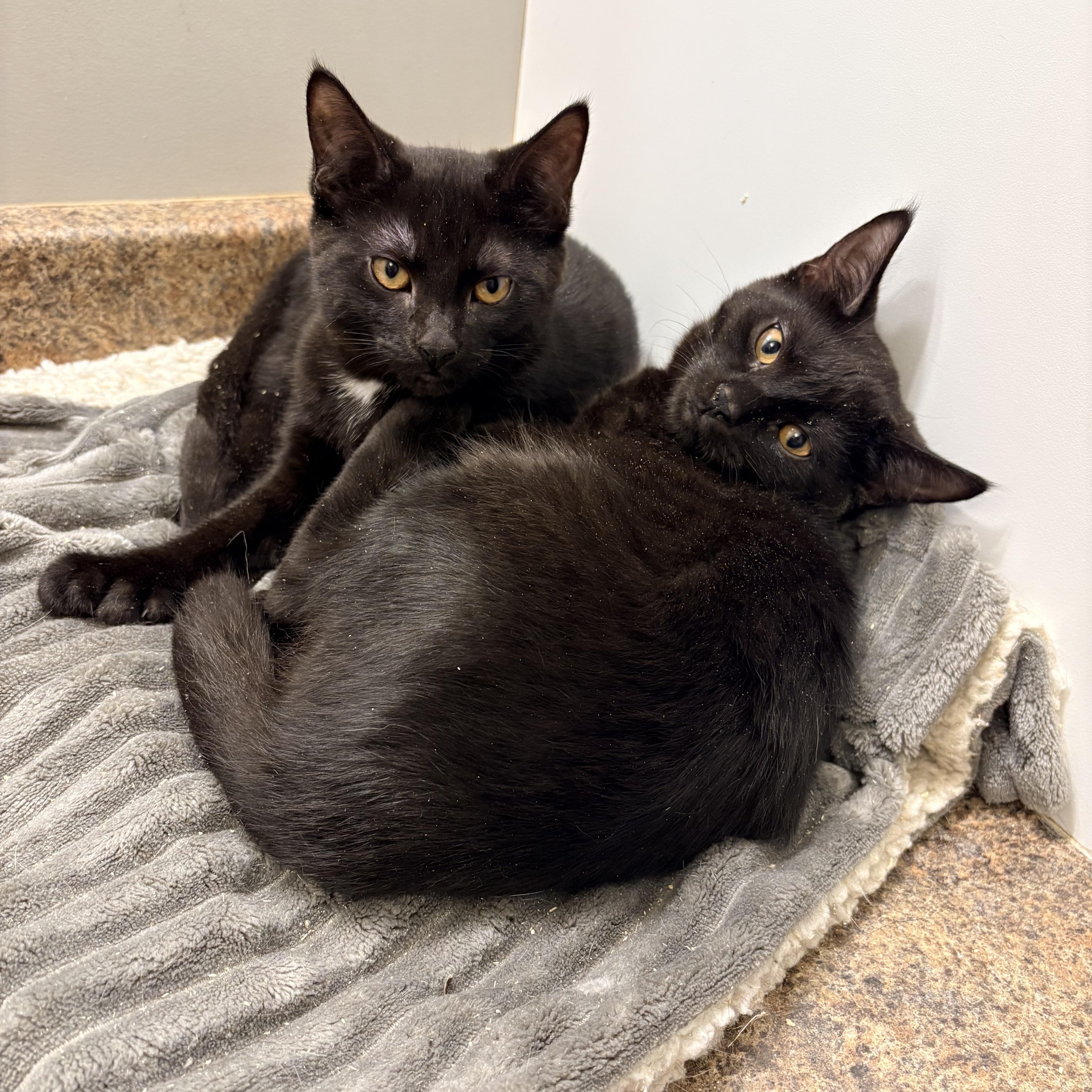 Enlarge Catwoman, a Adopted Domestic Short Hair in Fredericton, NB image 5/5