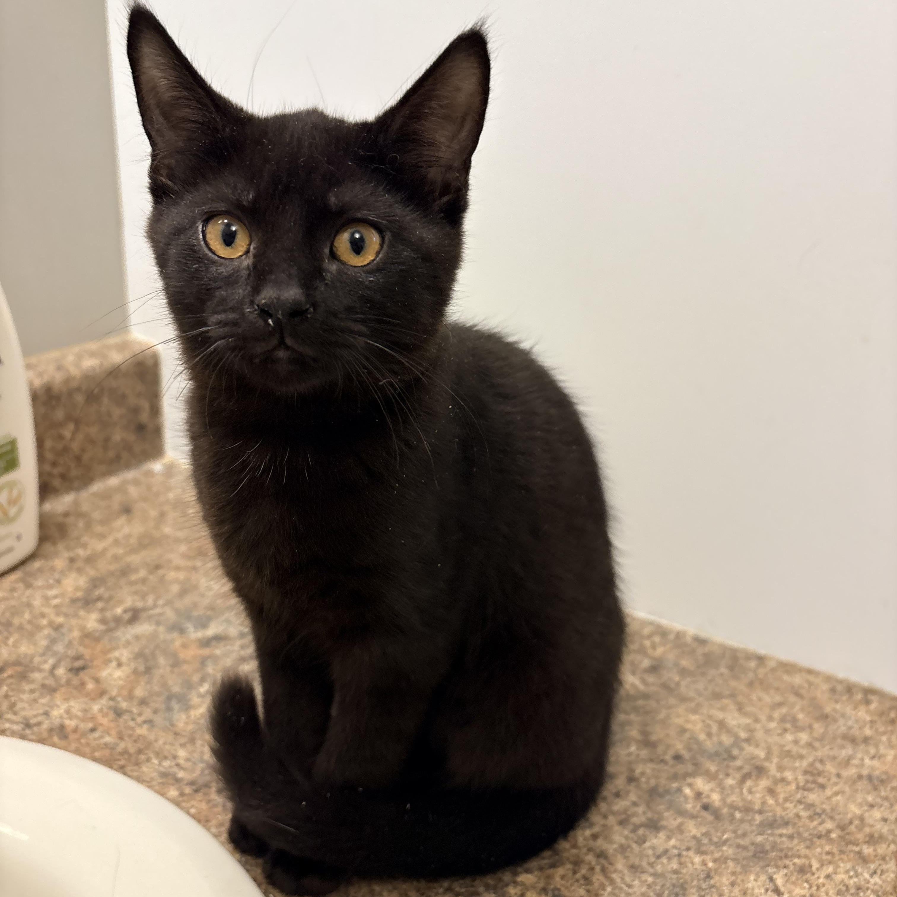 Catwoman, Adopted, Kitten Female Domestic Short Hair.