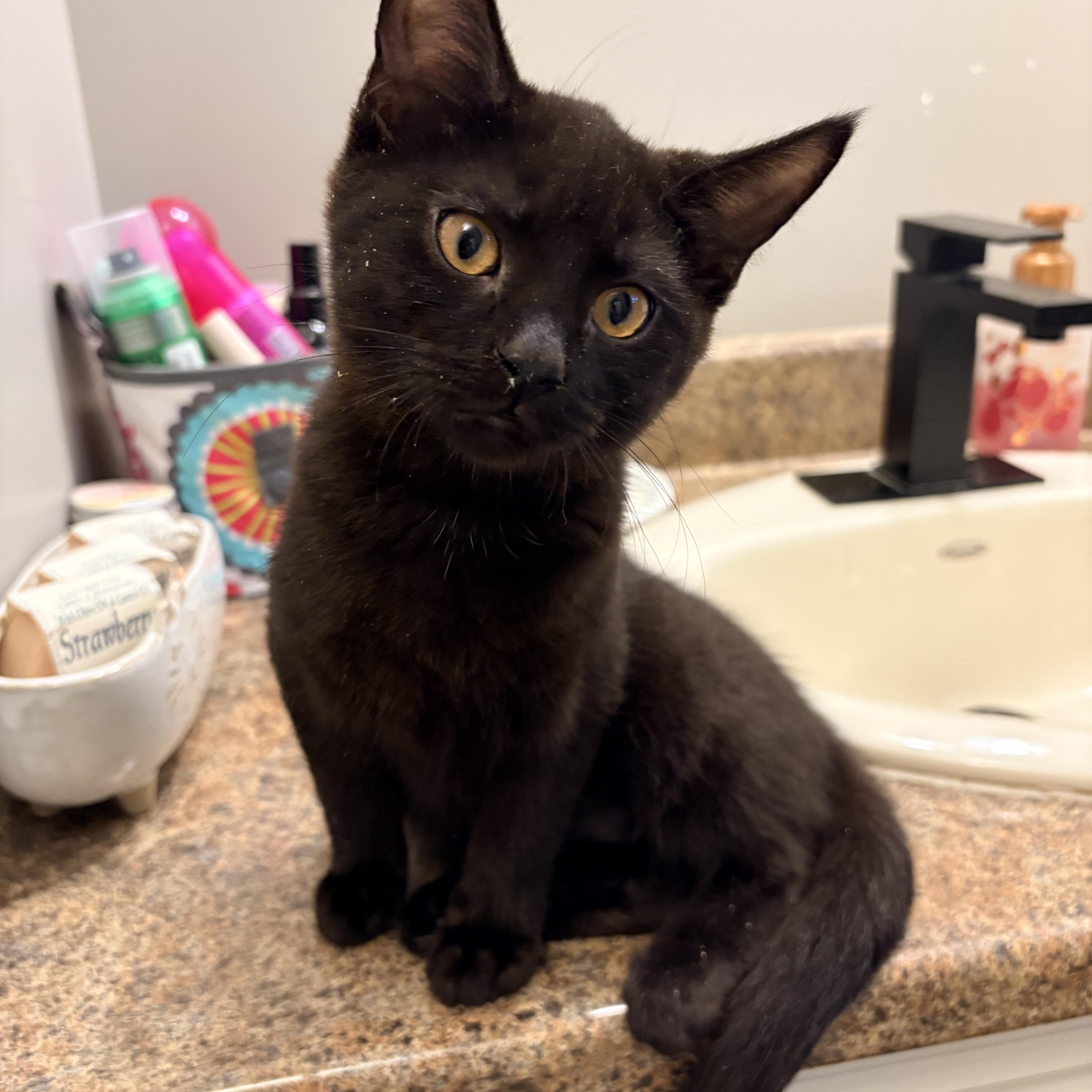 Enlarge Catwoman, a Adopted Domestic Short Hair in Fredericton, NB image 4/5