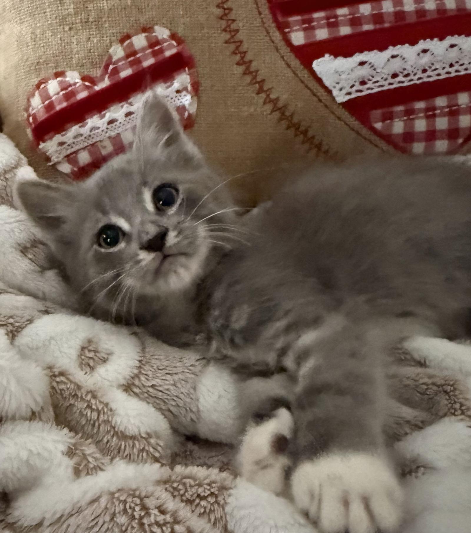 Charlotte, a Adoptable Domestic Short Hair in Hammond, LA image 2/3