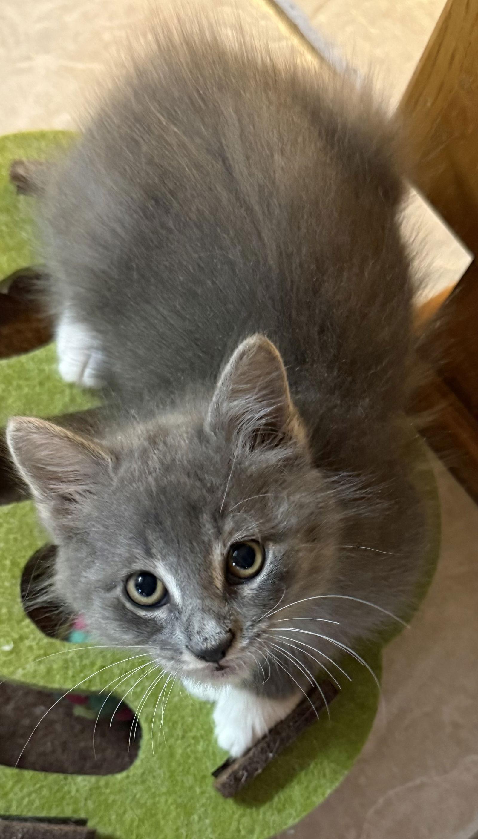 Charlotte, a Adoptable Domestic Short Hair in Hammond, LA image 3/3