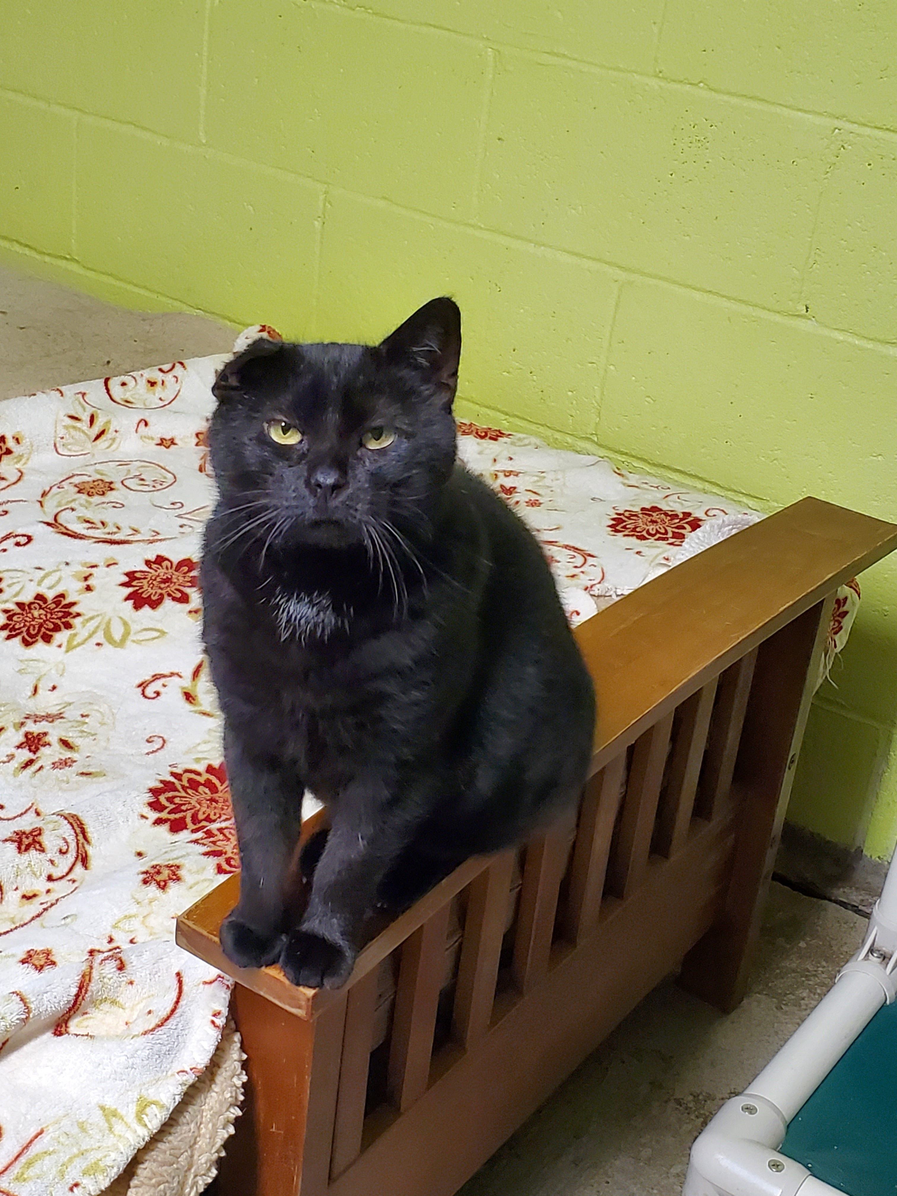 Karen, Adoptable, Adult Female Domestic Short Hair.