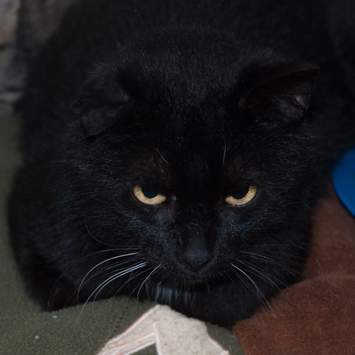 Enlarge Karen, a Adoptable Domestic Short Hair in New Martinsville, WV image 2/3