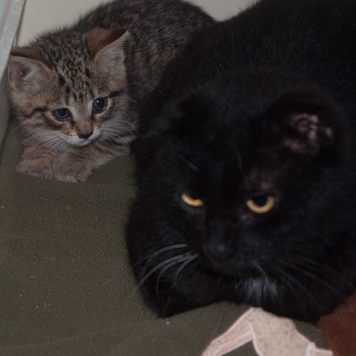 Enlarge Karen, a Adoptable Domestic Short Hair in New Martinsville, WV image 3/3