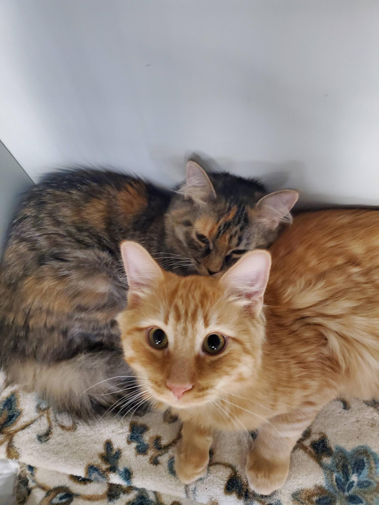 Enlarge Blossom (bonded w/ Cheddar), a Adoptable Domestic Medium Hair in Erie, PA image 2/2