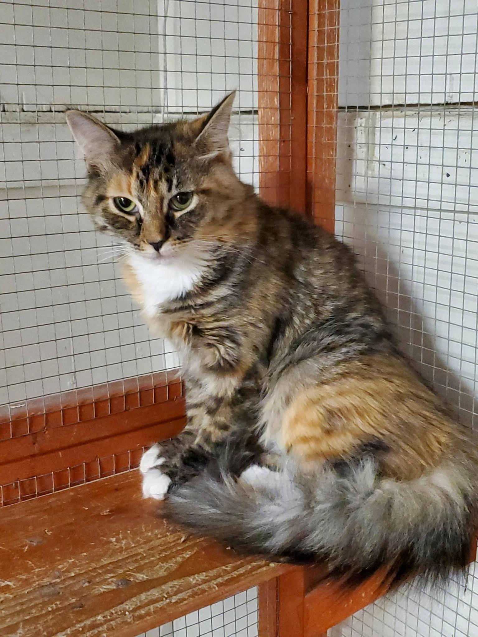 Enlarge Blossom (bonded w/ Cheddar), a Adoptable Domestic Medium Hair in Erie, PA image 1/2
