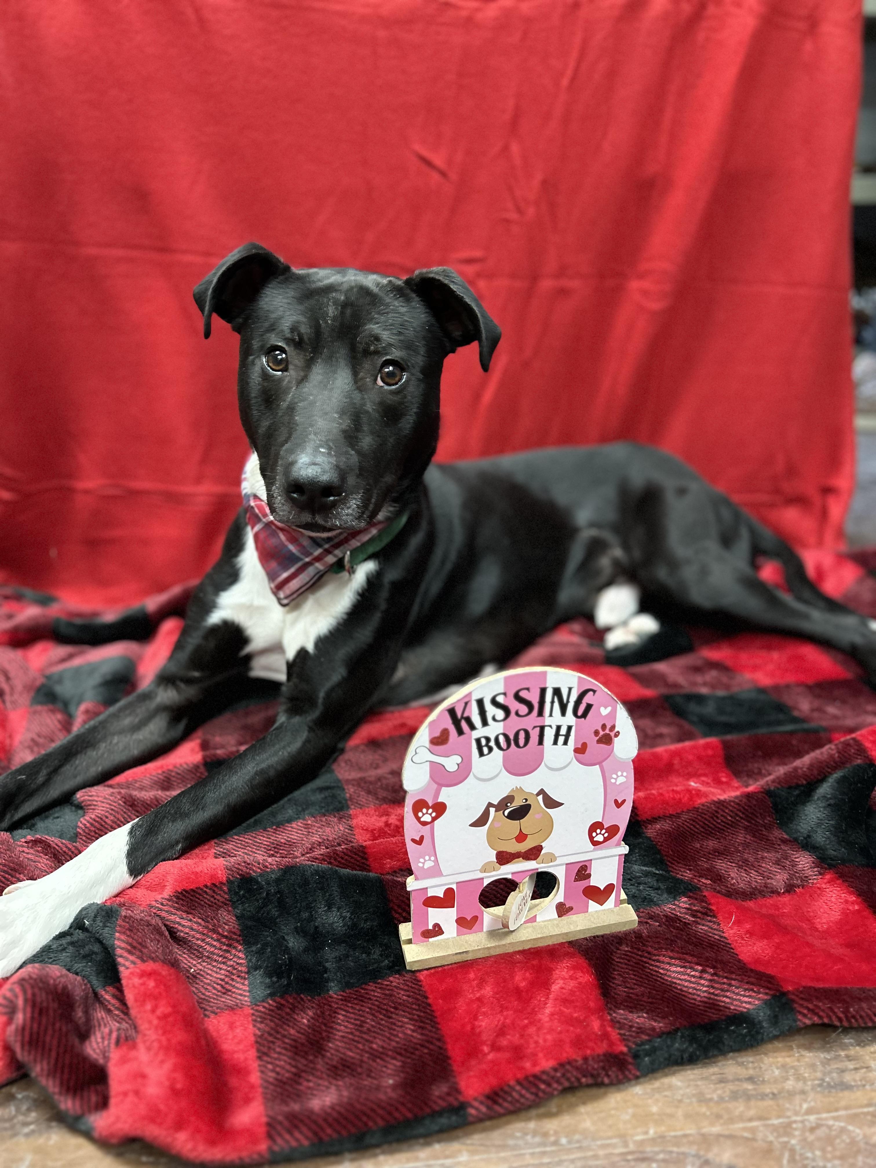 Duke , ADOPTABLE, Adult Male Pit Bull Terrier.