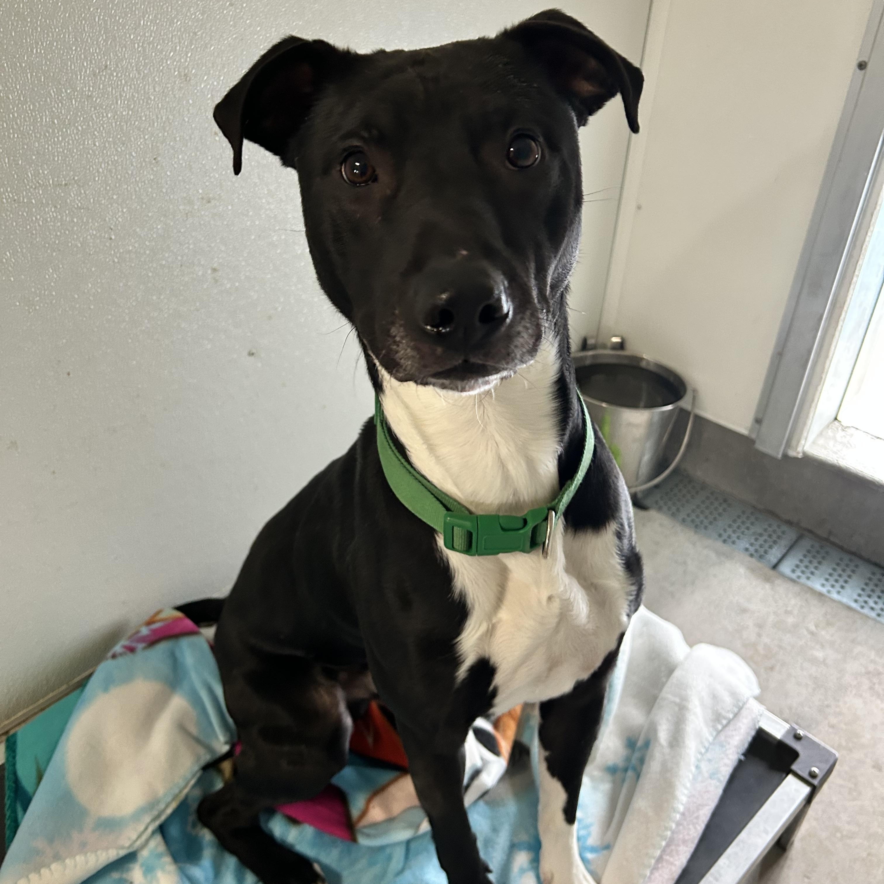 Enlarge Duke , a ADOPTABLE mixed breed in Howes Cave, NY image 2/5