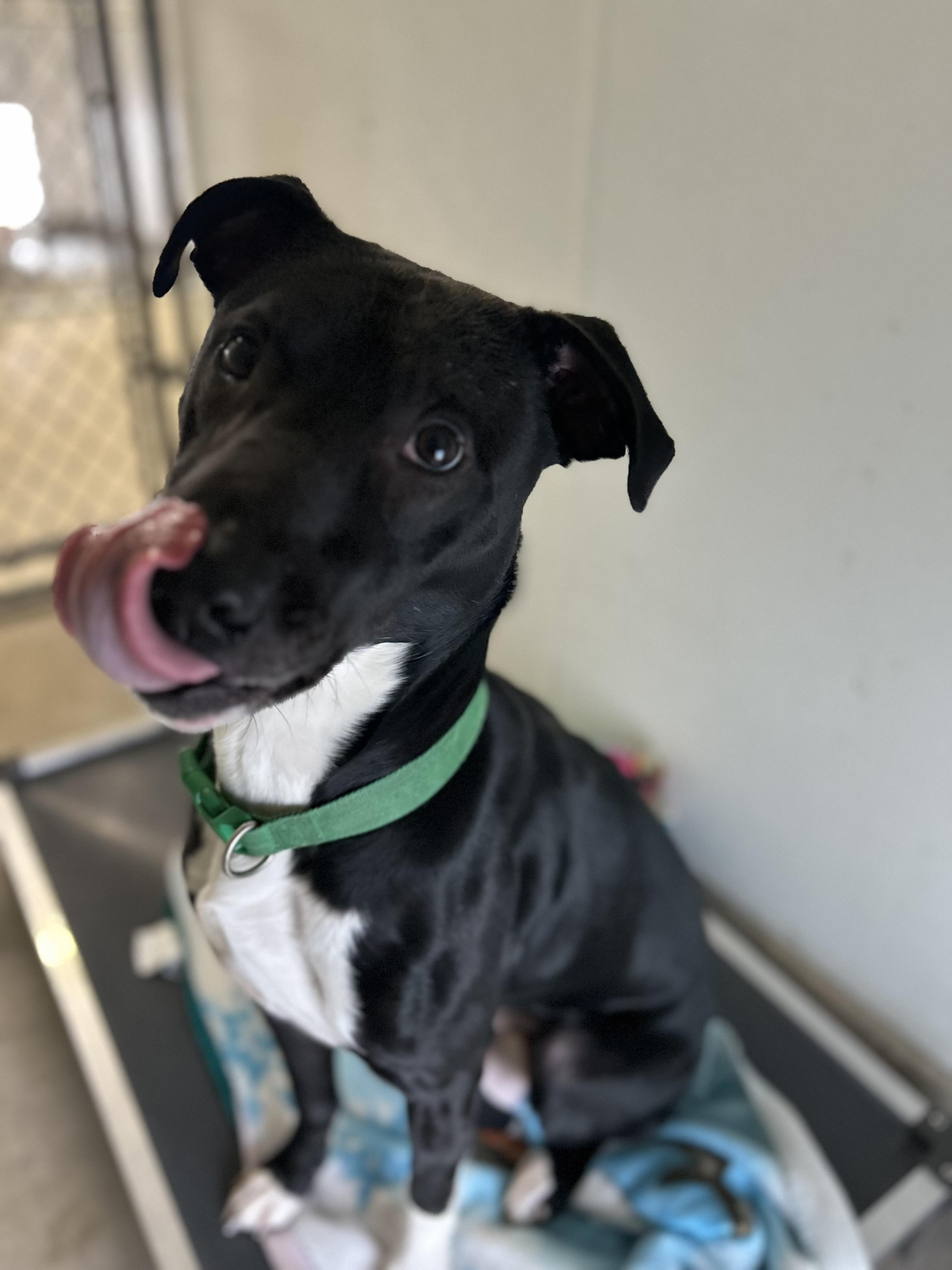 Enlarge Duke , a ADOPTABLE mixed breed in Howes Cave, NY image 3/5