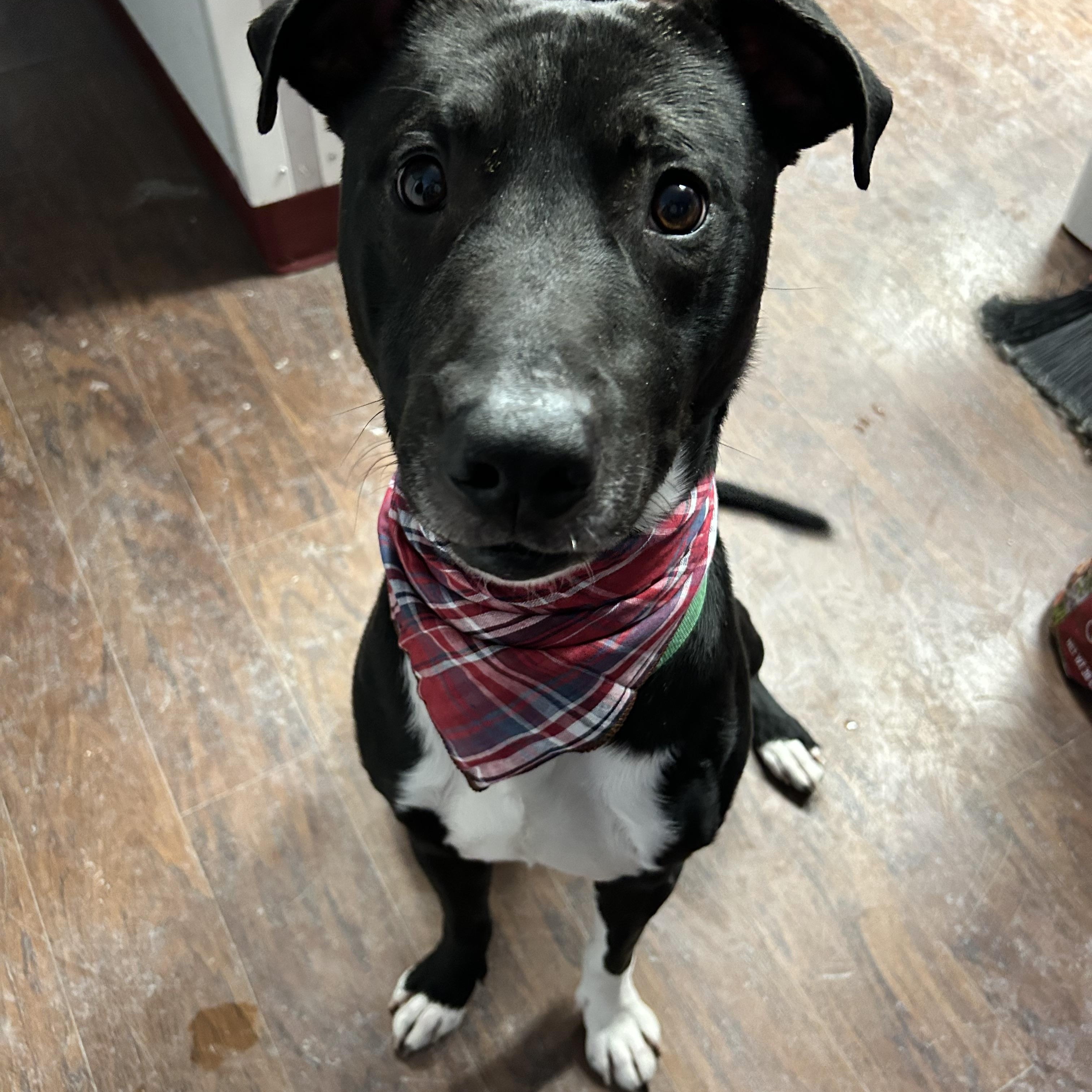 Enlarge Duke , a ADOPTABLE mixed breed in Howes Cave, NY image 4/5