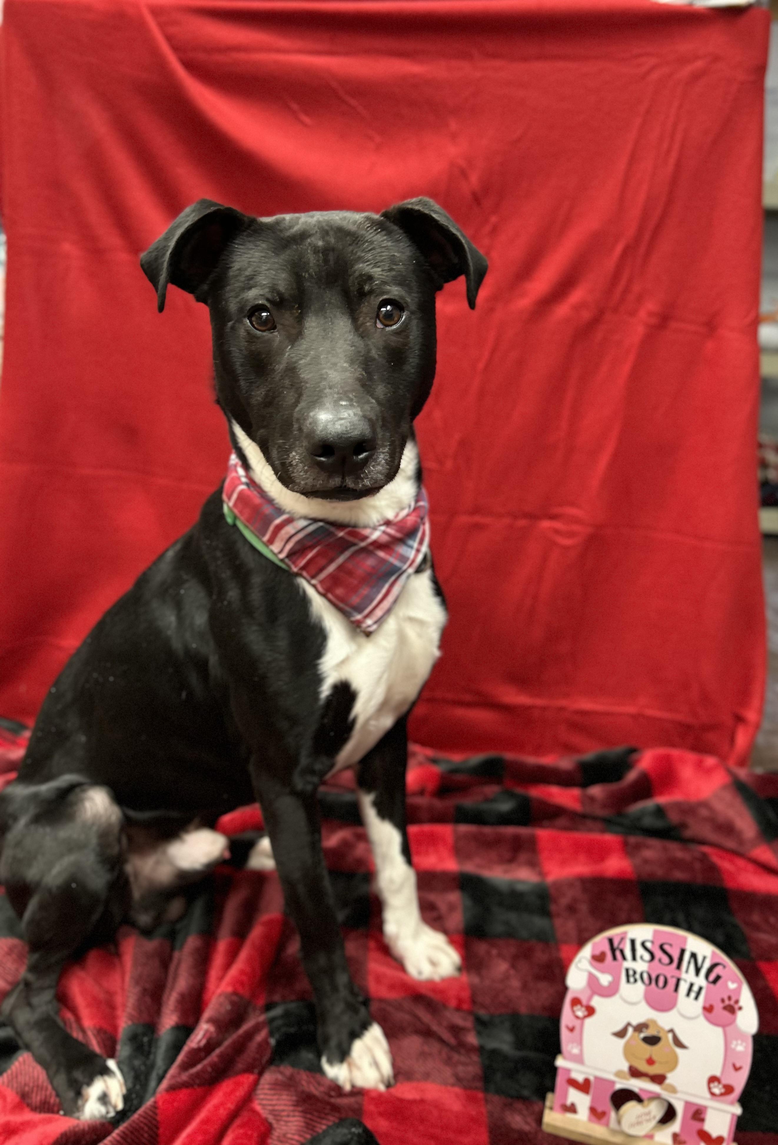 Enlarge Duke , a ADOPTABLE mixed breed in Howes Cave, NY image 5/5