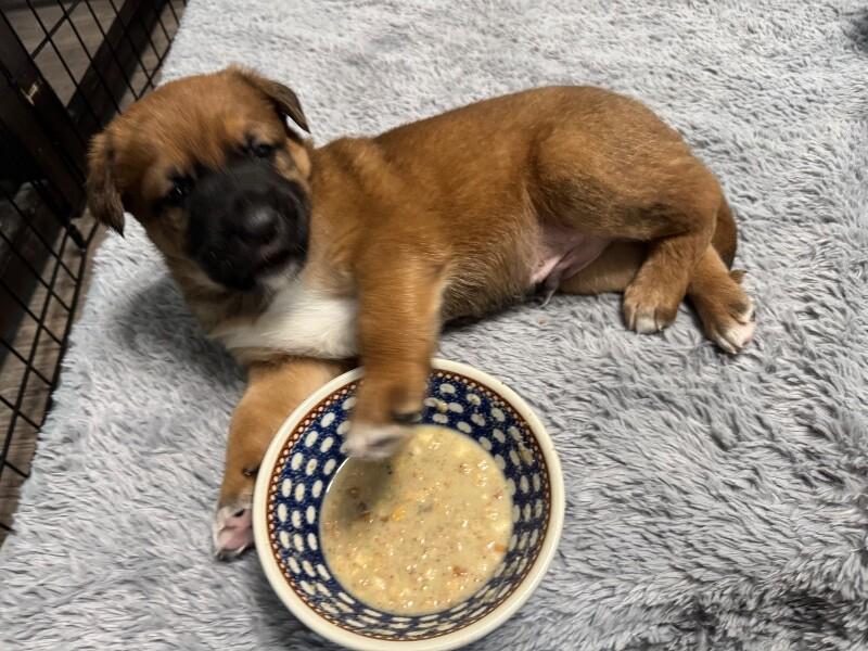 Baker, Adoptable, Young Male Mixed Breed.