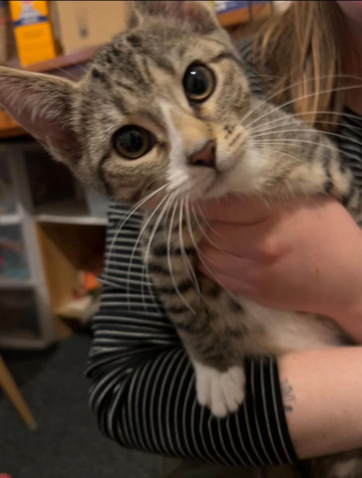 Enlarge Fendi, a Adoptable Tabby in Philadelphia, PA image 1/2