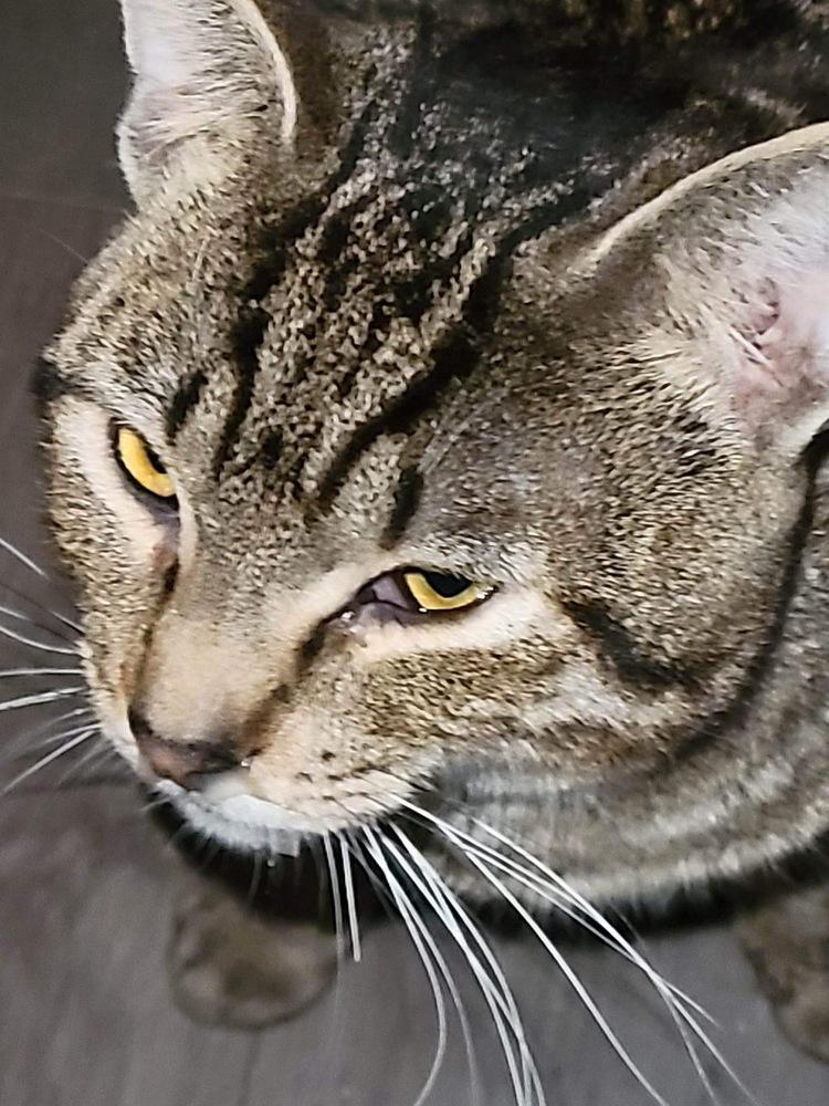 Enlarge JIGGLES, a Adoptable mixed breed in Calimesa, CA image 1/1