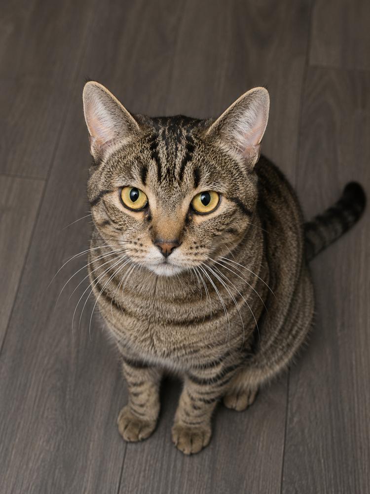Jiggles, Adoptable, Adult Male Domestic Short Hair & Tabby.