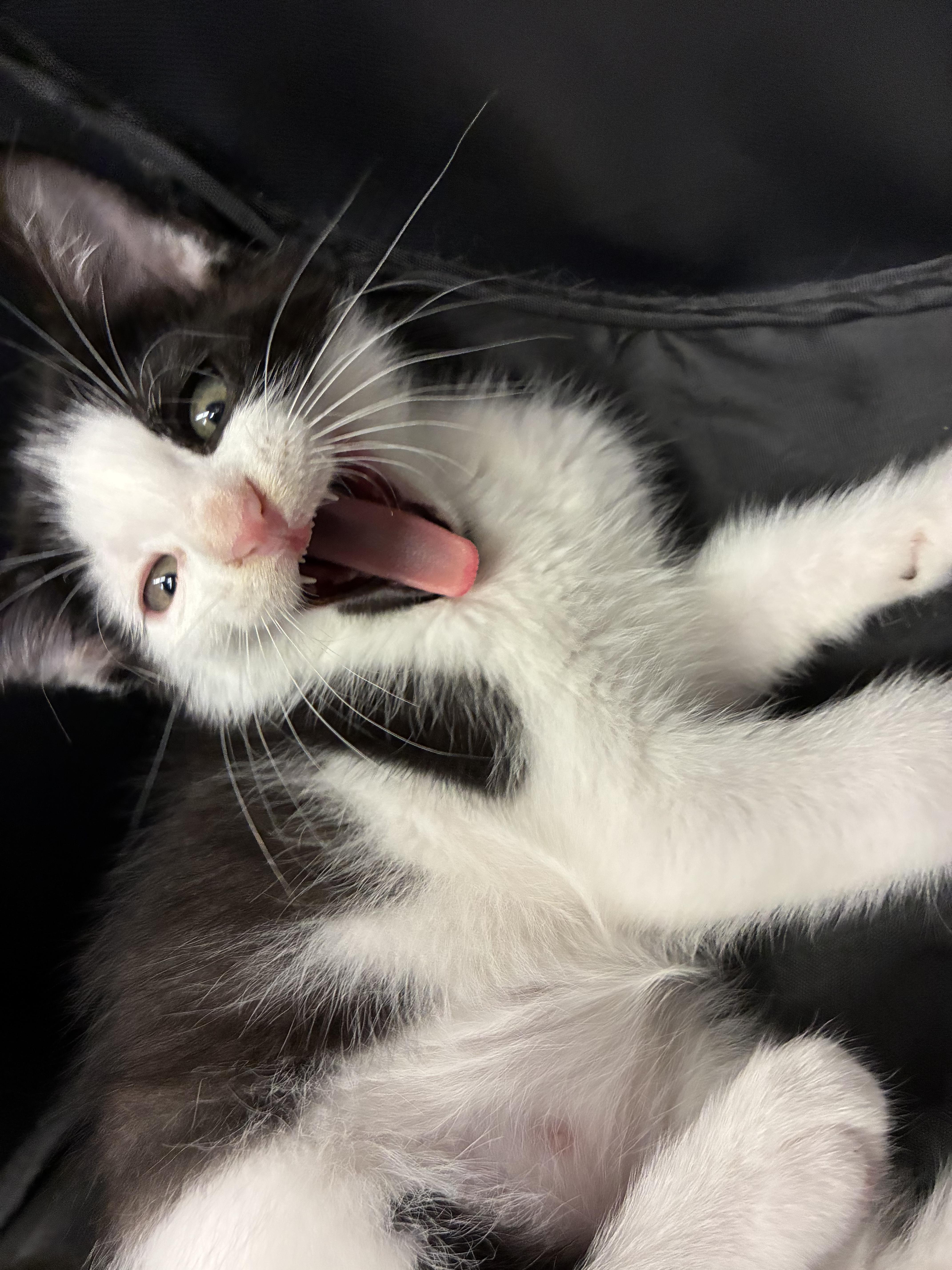 Moo, an adopted Domestic Short Hair in Boston, MA image 3/3